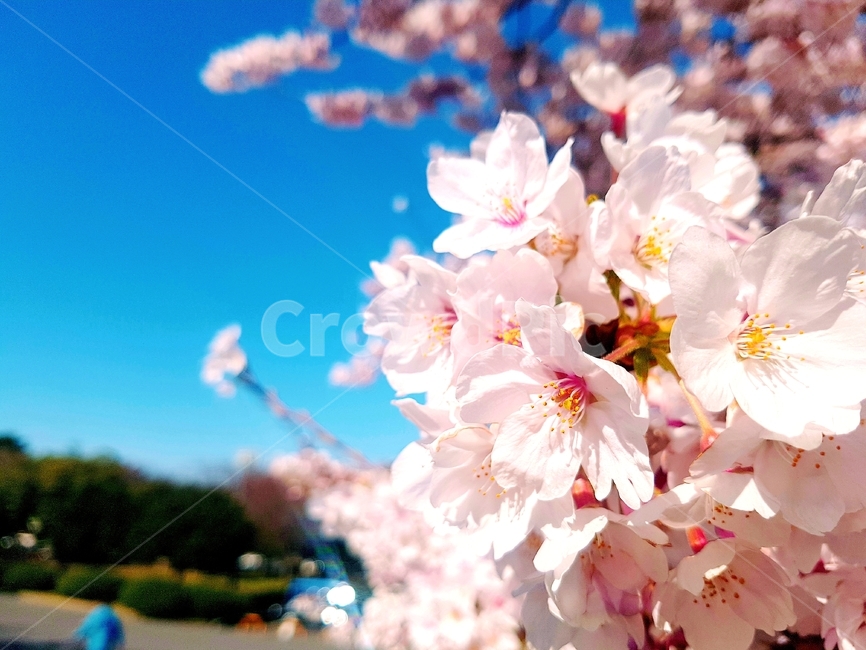 벚꽃,봄,꽃,하늘,나무,자연,벚나무,꽃잎,구름,분홍,근접,아침,배경,파랑,초록,자연광