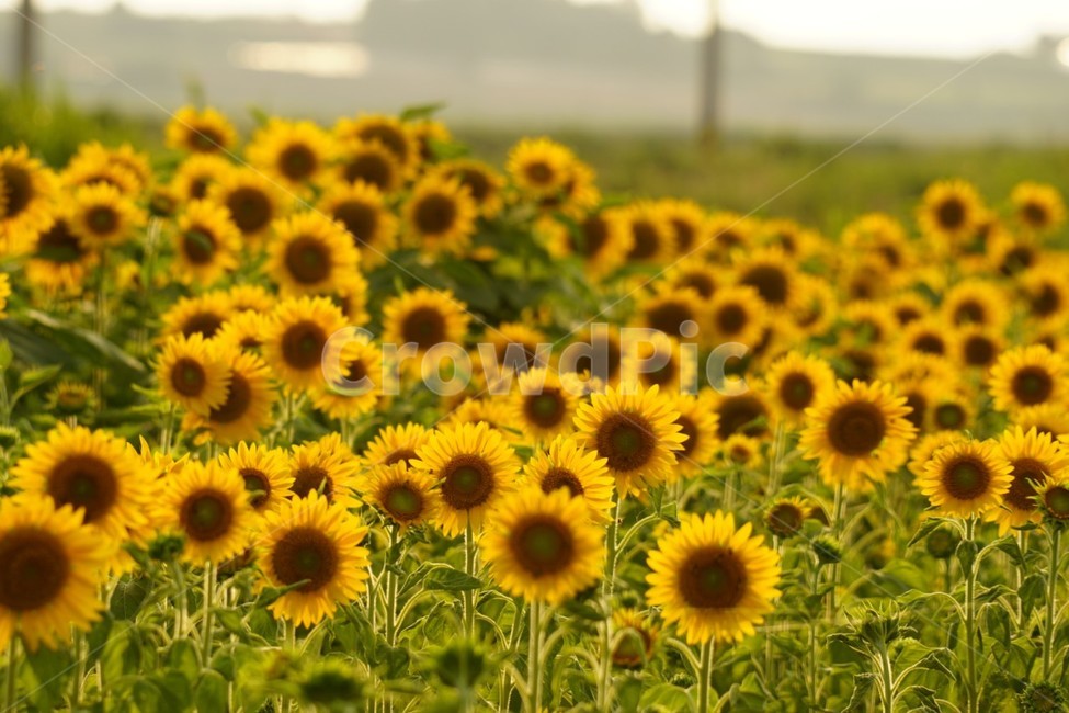 해바라기,가을,꽃,자연,풍경,nature,식물,여름,태양,sunflower,summer,fall,autumn,season,노란색,감성,여름,계절,summer,season,가을,fall,autumn,식물,자연,plants,nature,꽃,flower,plant,blossom