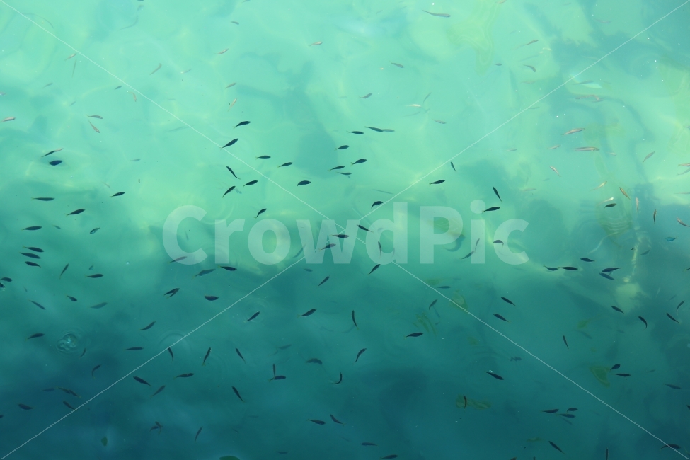 바다,에메랄드,물,여름,물고기,맑음,바닷물,휴가,시원함,자연,풍경,nature,landscape,동물,animal,어류,물고기,fish,water,aquatic,물의,outdoors,옥외