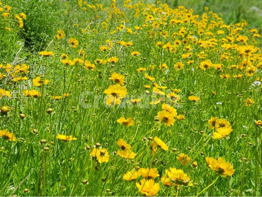 금계국,꽃,노랑,봄,맑음,자연,풍경,5월,봄,계절,spring,season,식물,자연,plants,nature,꽃,flower,outdoors,옥외,grassland,목초지,field,들,plant,rural,농촌,farm,농장,meadow