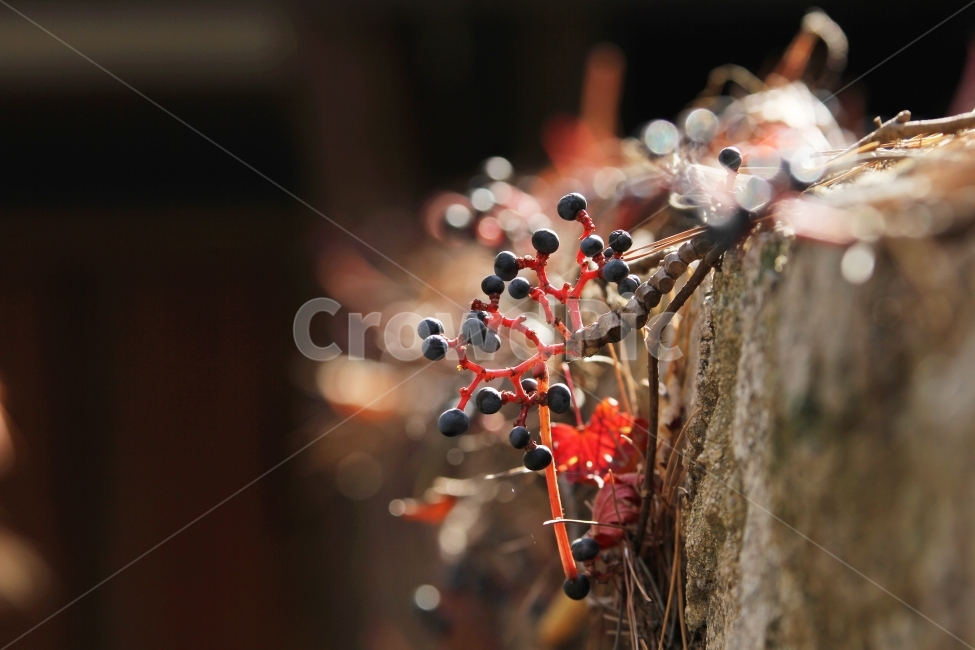 가을,식물,자연,담쟁이열매빛,감성사진,담과담쟁이열매,식물,자연,plants,nature,과일,열매,fruit