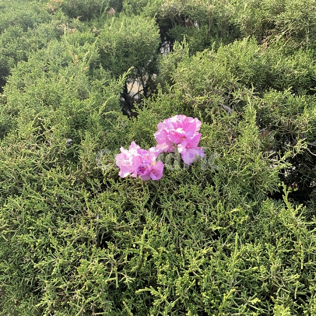 자연,꽃,flower,식물,blossom