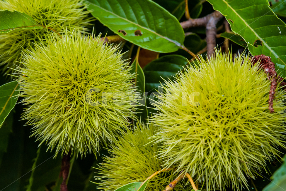 식물,잎,밤,가을,그린,초록,나뭇잎,가시,leaf,green,plant,밤가시,밤나무,chestnut,식물,자연,plants,nature,과일,열매,fruit