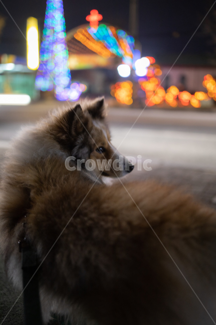 반려견,셀티,셔틀랜드쉽독,강아지,애완견,동물,animal,포유류,mammal,개,강아지,dog,doggy