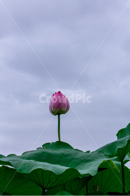 연꽃,연꽃봉오리,연잎,문양,무늬,하늘,식물,자연,plants,nature,꽃,flower