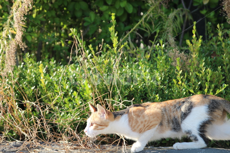 고양이,길고양이,호기심,동물,여름,동물,animal,포유류,mammal,고양이,cat,kitten,kitty