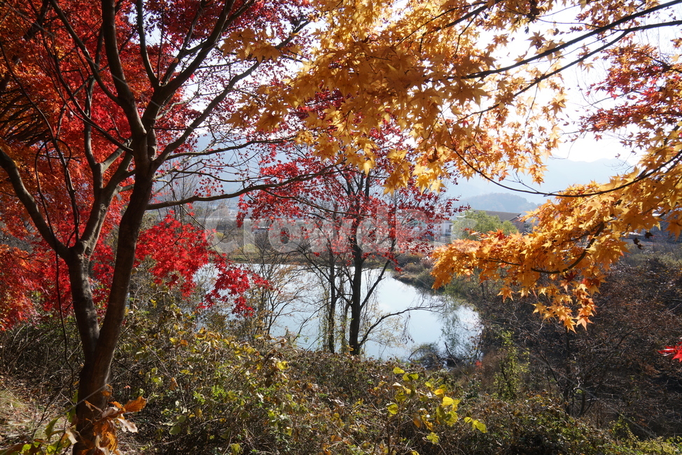가을단풍,단풍잎,단풍나무,leaf,잎,plant,식물,tree,나무,maple,단풍,가을,계절,fall,autumn,season,식물,자연,plants,nature,나무,trees,wood