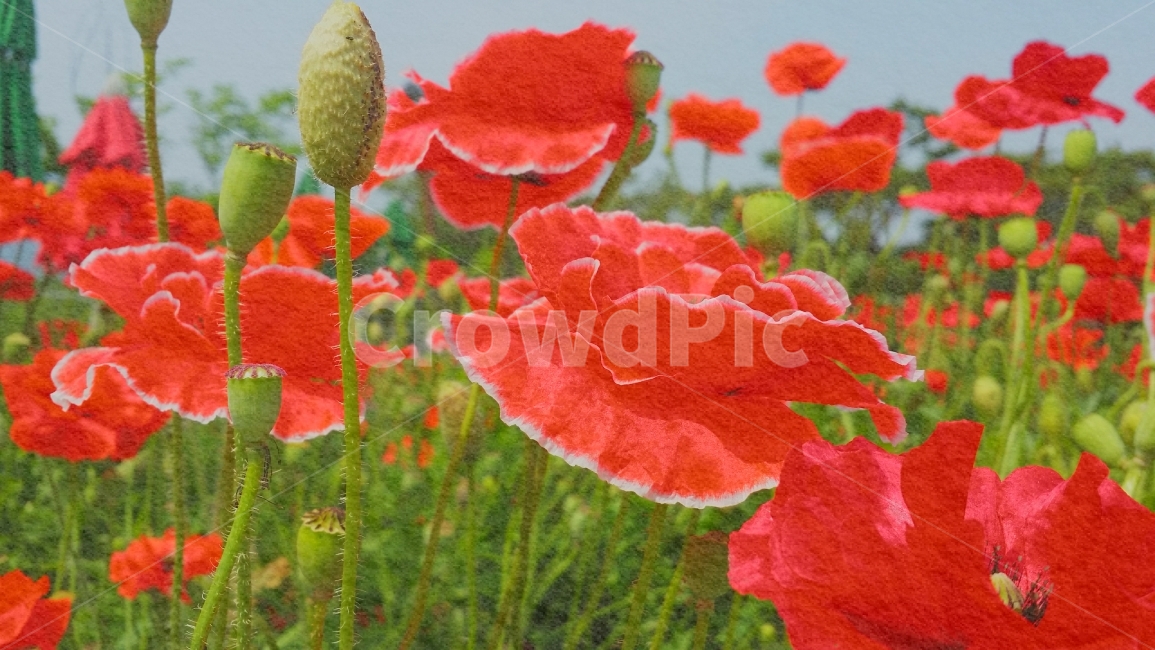 꽃,자연풍경,양귀비,감성사진,힐링,식물,자연,plants,nature,꽃,flower