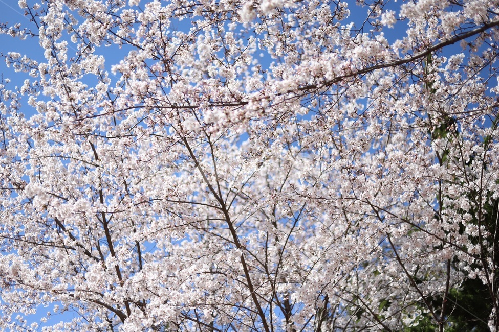 벚꽃,분홍,팝콘,하늘,꽃놀이,핑크,자연,풍경,nature,landscape,꽃,flower,나무,trees,wood,plant,식물,blossom
