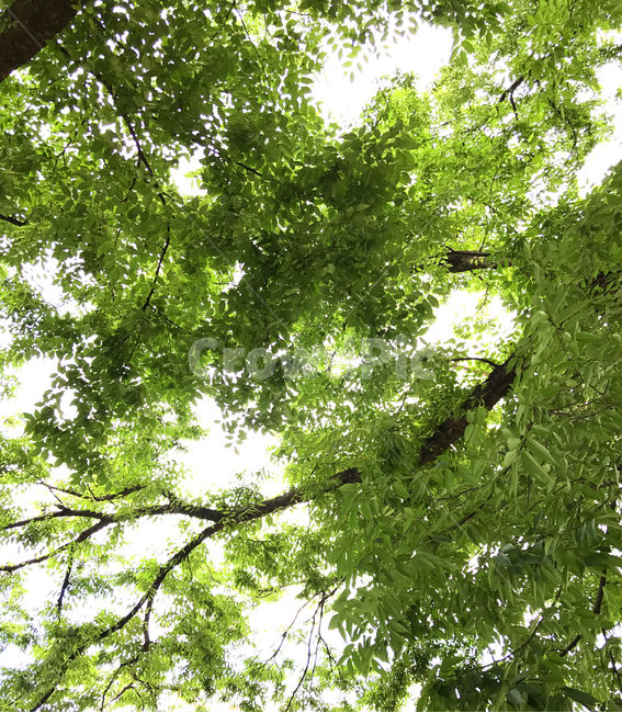 나무,식물,여름,tree,plant,식물,자연,plants,nature
