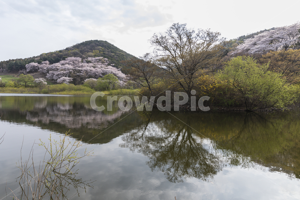 저수지,꽃,벚꽃,봄,산,spring,outdoor,green,grass,flower,blossom,cherry,countryside,lake,peaceful,dreamlike,beautiful,평화로운,아름다운