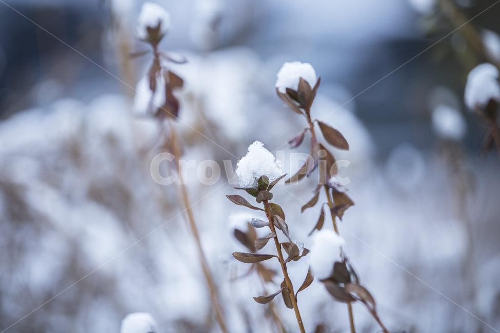 눈꽃,눈의꽃,겨울풍경,윈터,winter,스노우,눈,겨울,snow,화이트,white,겨울,계절,winter,season,식물,자연,plants,nature