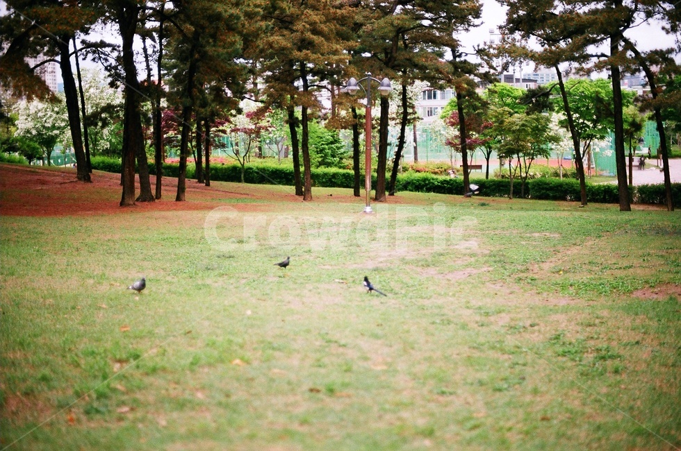 필름카메라,숲,비둘기,공원,잔디