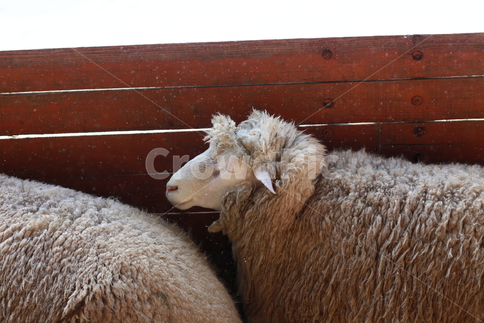 sheep,양,animal,동물,mammal,포유류,동물,animal,포유류,mammal