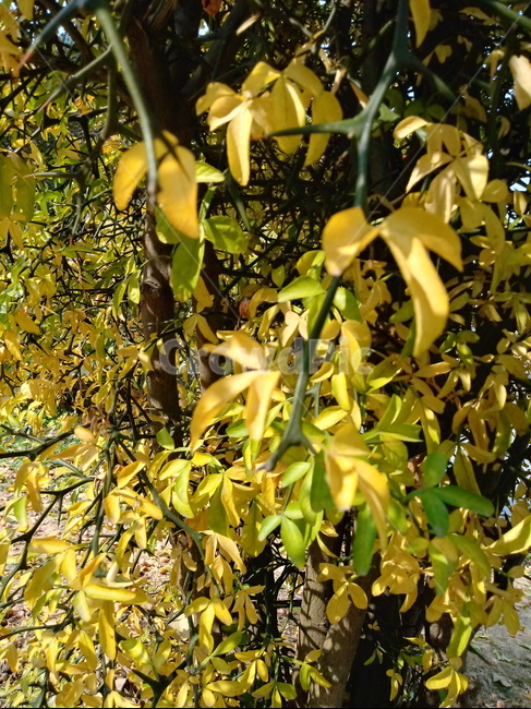 가을,단풍,낙엽,maple,plant,식물,단풍나무,단풍잎,leaf,잎,tree,나무,계절,fallautumnseason,가을단풍,자연,풍경,경치,가을,계절,fall,autumn,season,식물,자연,plants,nature,나무,trees,wood