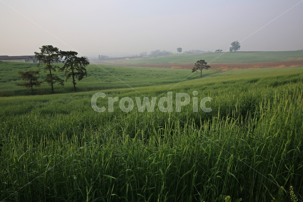 경기,안성,팜랜드,안성팜랜드,농사,농업,경작,rural,농촌,farm,농장,meadow,field,들,outdoors,옥외,grassland,목초지,nature,자연,plant,식물