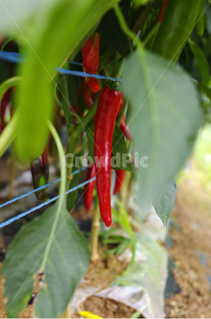 식물,plant,고추,잎,열매,밭,식물,자연,plants,nature,과일,열매,fruit