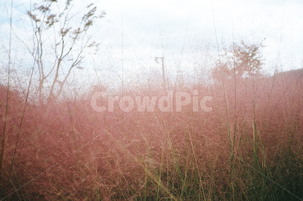 핑크뮬리,갈대,억새,핑크,감성,필름,색감,grass,잔디,plant,식물,오후,빛,야외,outdoors,자연,nature,핑크빛,하늘,sky,풀,가을,계절,fall,autumn,season,식물,자연,plants,nature