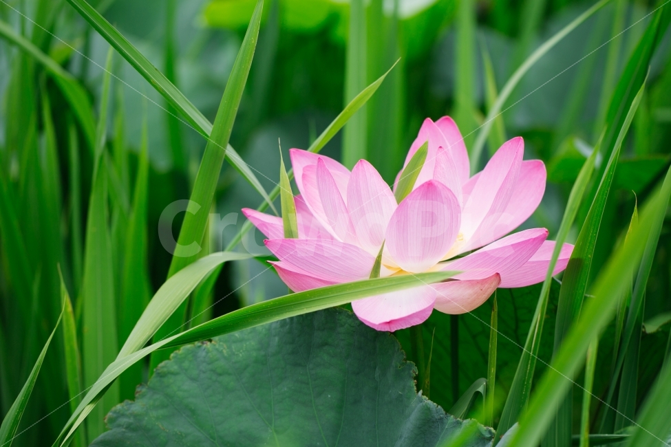 	연꽃,덕진공원,연잎,꽃,초록,flower,plant,호수,공원,풀,식물,자연,plants,nature,꽃,flower