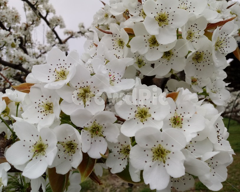 배꽃,peartree,장미과,백색꽃,낙엽활엽소교목과수용,관상용,식용,약용
