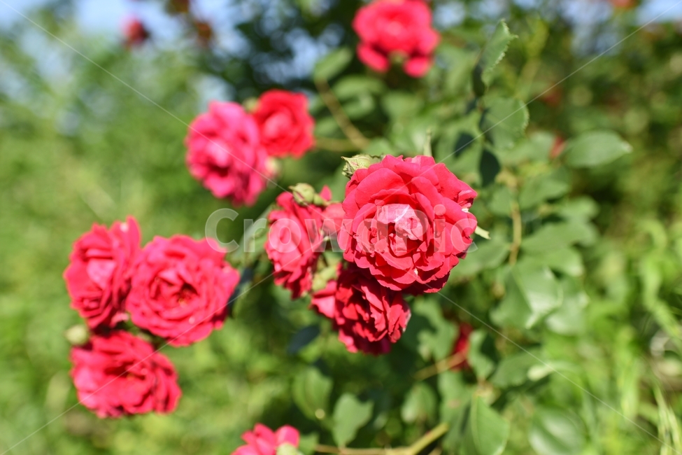 로즈,장미,rose,꽃,flower,빨강,red,장미꽃,봄,식물,자연,plants,nature,꽃,flower