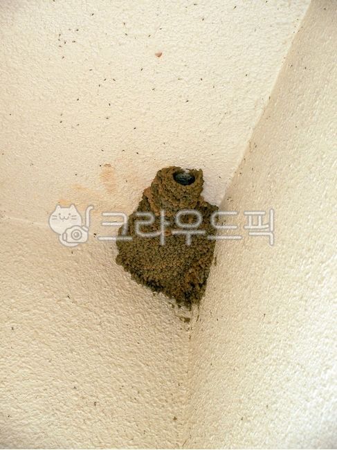 벌집,hive,진흙,말벌집,호리병벌집