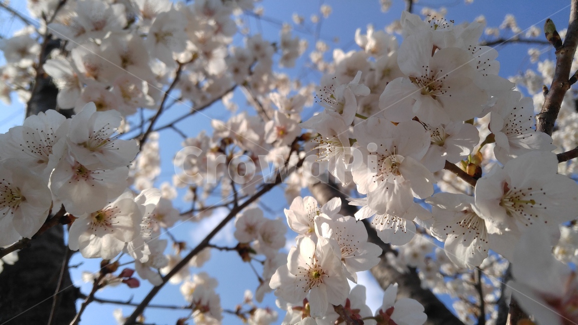 벚꽃,벚꽃나무,연분홍,연분홍꽃,흰색,꽃,나무,만개한,flower,tree,nature,bloom,pink,white,fullgrown,식물,자연,plants,nature,꽃,flower