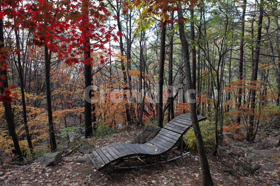 숲,휴식,힐링,단풍,나무,가을,계절,fall,autumn,season,자연,풍경,nature,landscape,식물,plants,나무,trees,wood,plant,tree,bench,벤치,furniture,가구