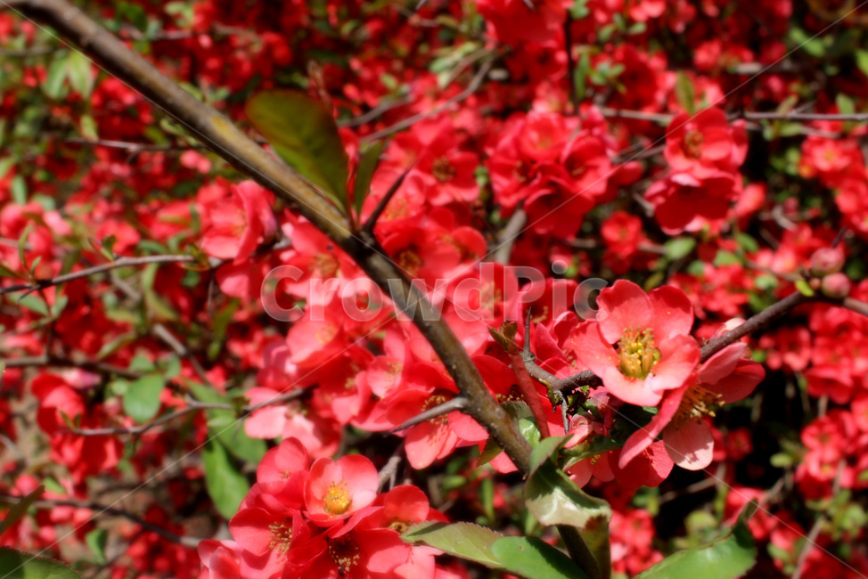 꽃,봄,봄꽃,빨간꽃,매화,식물,자연,plants,nature,꽃,flower