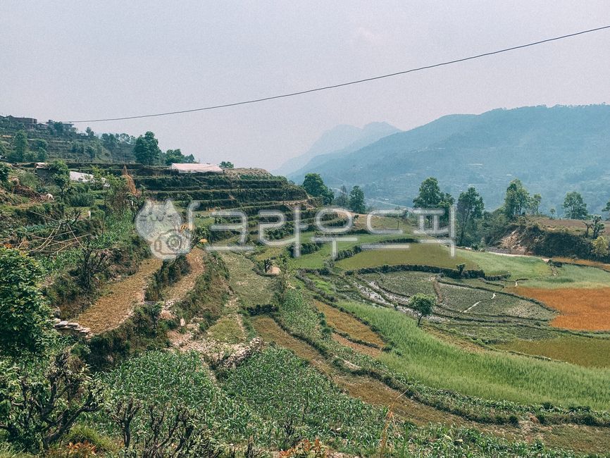 rice terraces,nepal discussion,Terrain rice field,Darangi,Nepal rice terraces,Nepal rice field