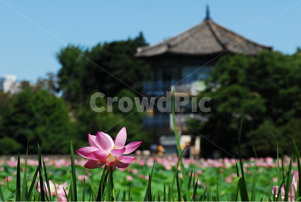 꽃,연꽃,궁남지,불교,여름,식물,자연,plants,nature,꽃,flower