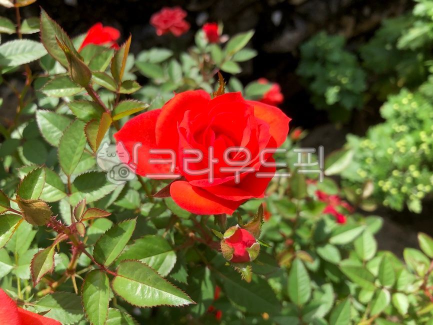 장미,장미꽃,빨간장미,장미나무,식물,장미축제,rose,flower,plant