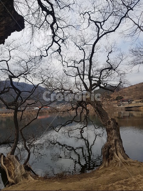나무,풍경,하늘,연못,구름,이상한,배경