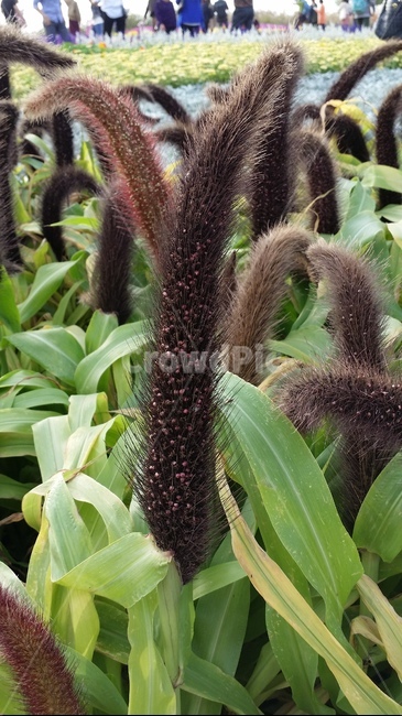 식물,밀렛,강아지꼬리모양식물,꼬리모양식물,plant,식물,자연,plants,nature