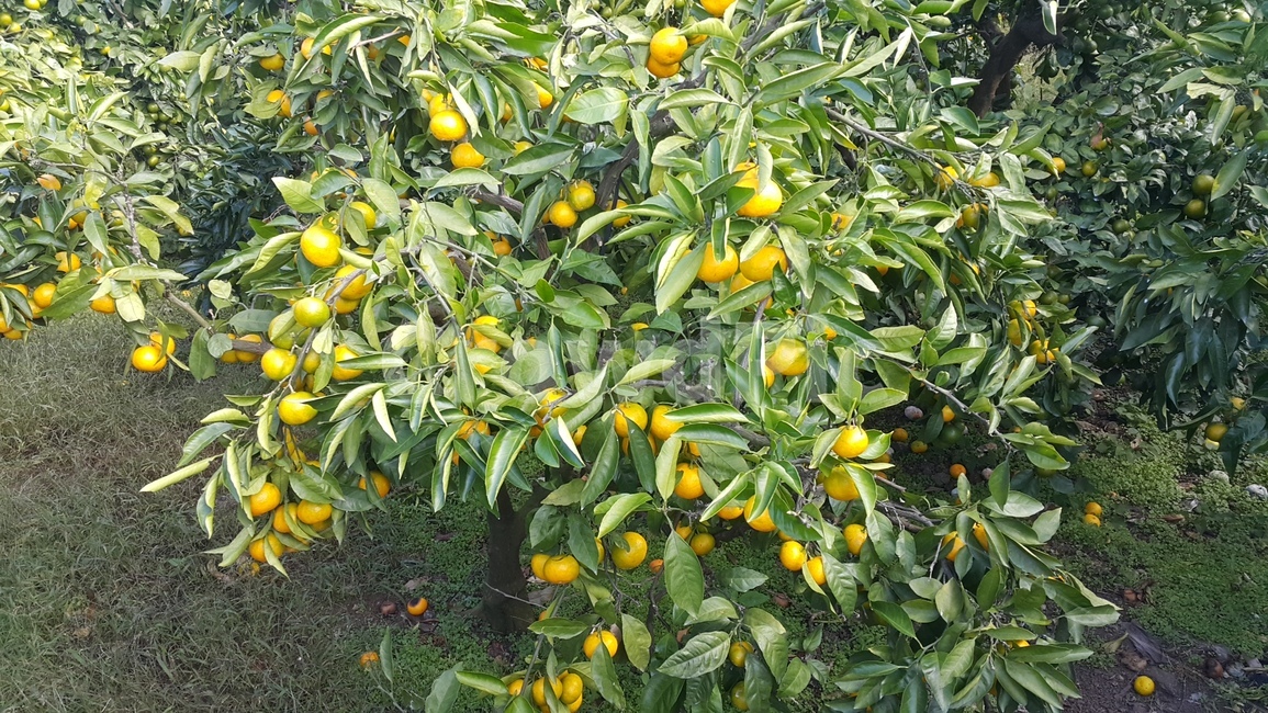 감귤류과일,citrusfruit,food,식물,plant,과일,열매,fruit