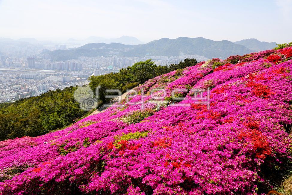 철쭉,철쭉꽃,붉은꽃,철쭉군락지,azaleas,redflowers,rhodododendroncolonies