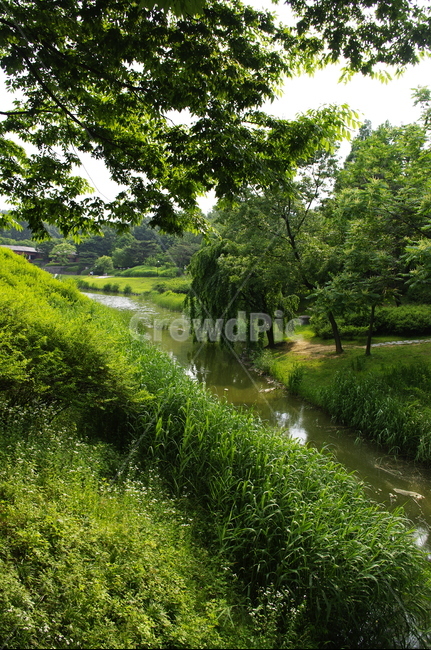 나무,계곡,잎,식물,plant,자연,nature
