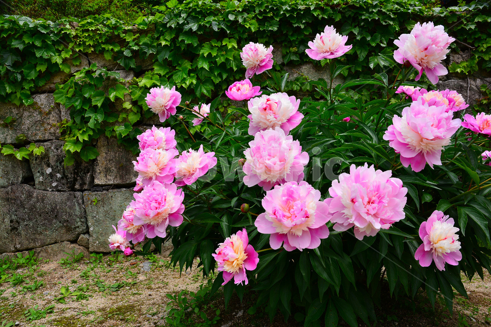 꽃,작약꽃,분홍색,핑크색,아름다운,뷰티풀,flowers,plant,pink,green,예쁜,활짝,피어나다,절정,만개,6월,약용식물,담쟁이,돌,석축,시즌,계절,season,식물,자연,plants,nature,꽃,flower