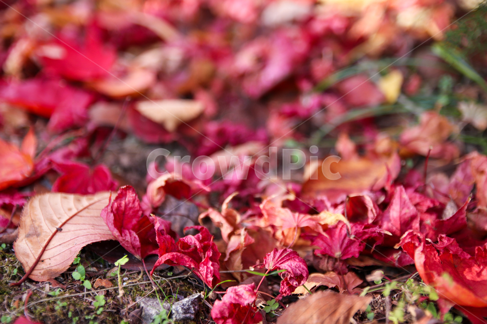 단풍,가을풍경,leaf,잎,fall,autumn