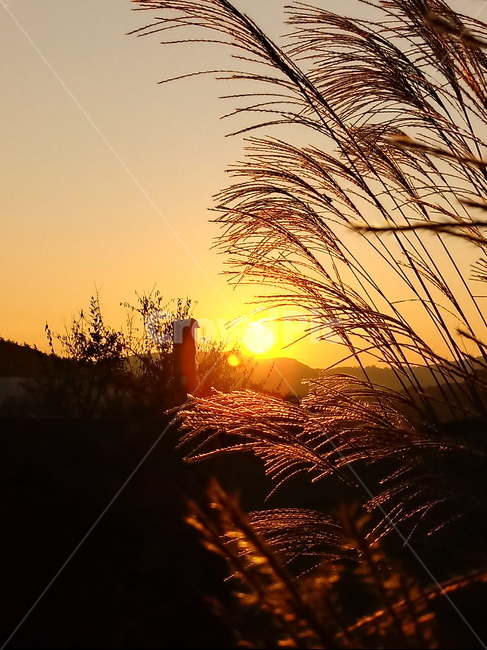 갈대,식물,plant,reed,겸가,여러해살이풀,sunlight,햇빛,노을,석양,일몰,가을,계절,fall,autumn,season,식물,자연,plants,nature,flare,플레어,light,빛,outdoors,옥외