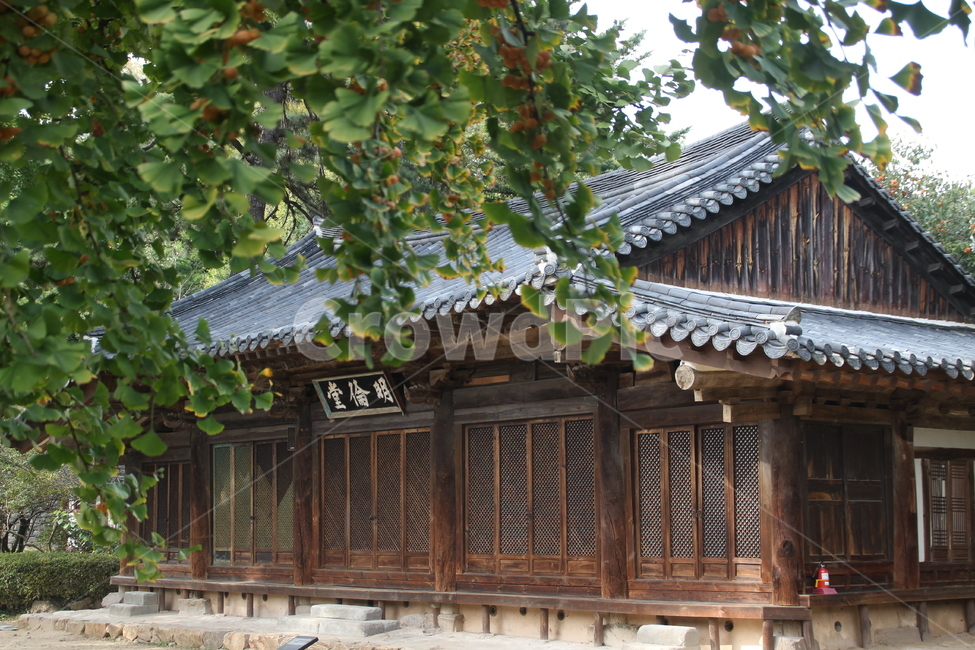 은행나무,은행,가을,명륜당,전주한옥마을,전주향교,향교,plant,ginkgotree,ginkgo,한국전통,한국문화,korean traditional,korean culture,건축물,건물외관,exterior,building,structure,architecture,construction