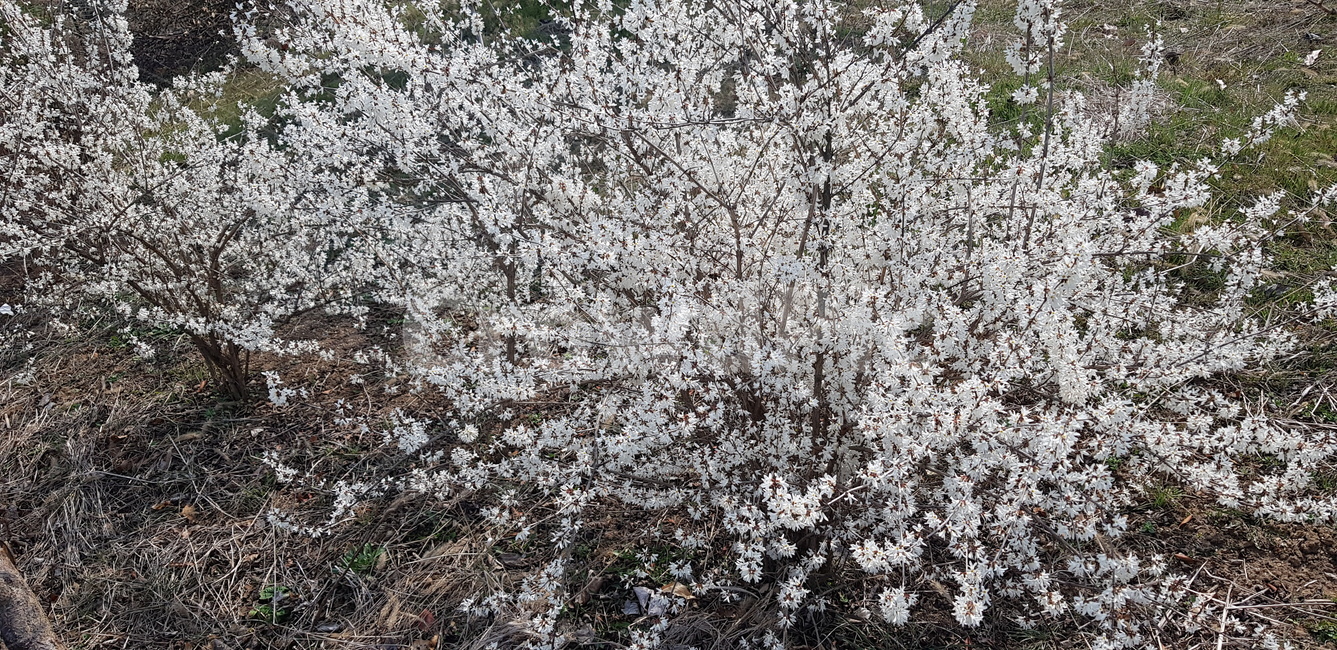 앵두화,봄꽃,앵두나무,앵두나무꽃,앵두꽃,흰꽃,봄,계절,spring,season,식물,자연,plants,nature,꽃,flower,plant,blossom