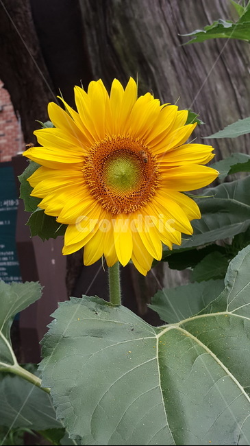 식물,plant,꽃,flower,해바라기,벌,bee,노란꽃,노란색꽃,theyellowflower