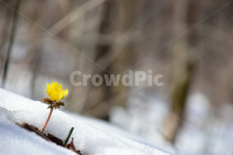 복수초,야생화,봄,눈,설중,꽃,풀꽃,자연,식물,식생,감성,힐링,plants,nature,spring,season,flower,emotion,feeling,노란색,노랑,초본