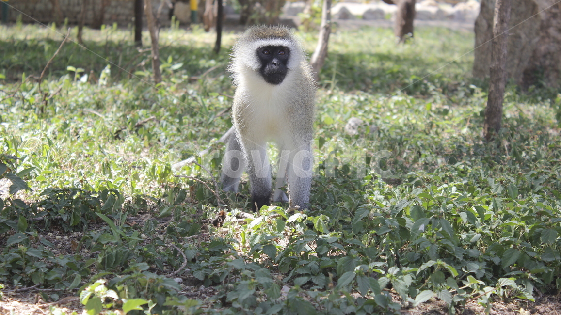 동물,animal,wildlife,야생생물,mammal,포유류,monkey,원숭이,아프리카,포유류,mammal