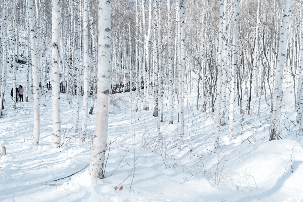 인제자작나무숲,자작나무,눈,겨울,인제,움집,겨울나무,강원도,겨울,계절,winter,season,자연,풍경,nature,landscape,outdoors,옥외,vegetation,초목,tree,나무,woodland,삼림지,plant,식물,forest,숲,land,땅,snow
