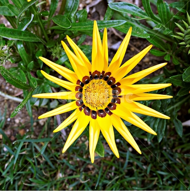 꽃,봄,자연,식물,flower,plant,floral,garden,가자니아,국화과,훈장국화,태양국,원예,gazania,남아프리카원산