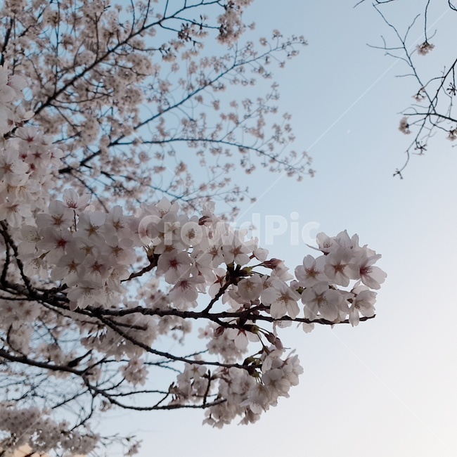 벚꽃,봄,꽃,봄꽃,식물,나무,cherryblossom