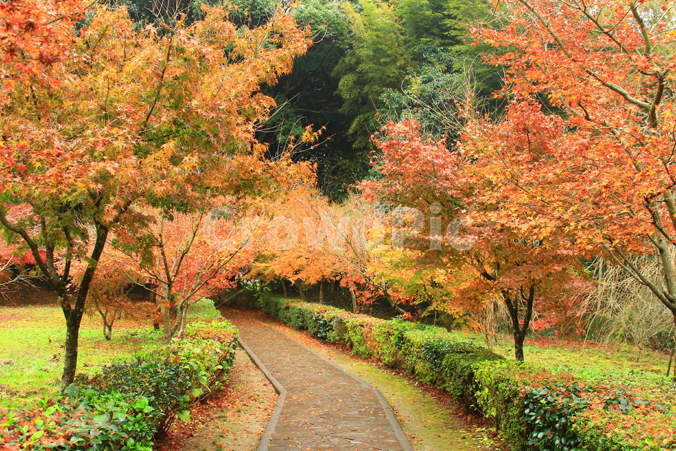 가을,자연,풍경,단풍,계절,가을풍경,자연풍경,계절풍경,nature,season,naturallandscape,landscape,fallfoliage,fall,가을,계절,fall,autumn,season,자연,풍경,nature,landscape,plant,식물,tree,나무,maple,leaf,잎
