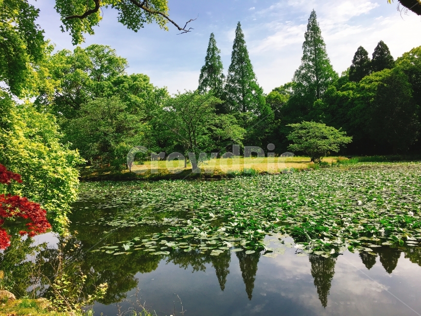 일본,자연,공원,풍경,호수,자연,풍경,nature,landscape,tree,나무,plant,식물,outdoors,옥외,land,땅,water,물